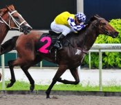 Flying Zero hands trainer Michael Freedman his first 2013 winner on Sunday.<br>Photo by Singapore Turf Club